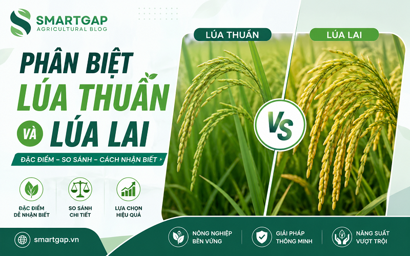 Phân biệt lúa lai và lúa thuần