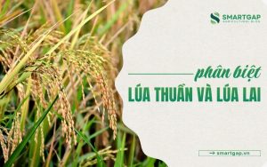 Phân biệt lúa thuần và lúa lai