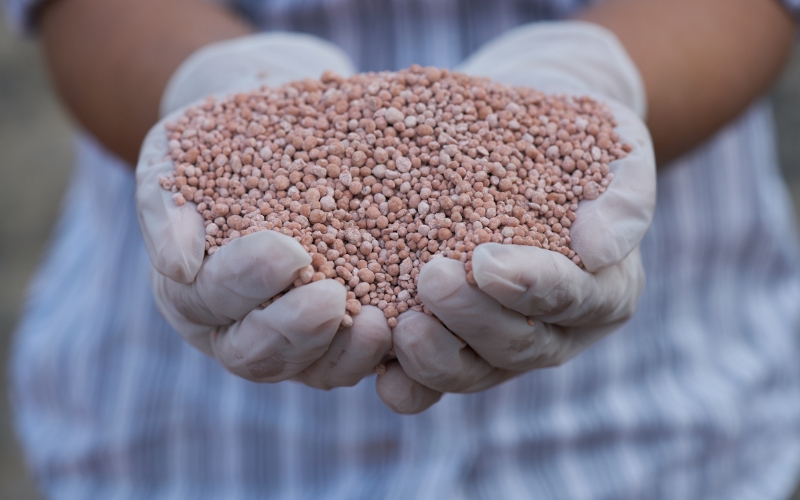 NPK 16-16-8 dạng trộn sẵn