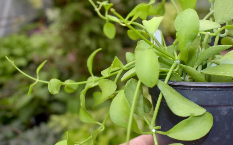 Phòng trừ sâu bệnh hại cây đô la
