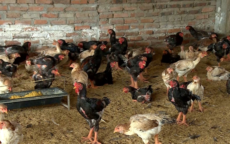 Quy định về quy mô chăn nuôi hộ gia đình