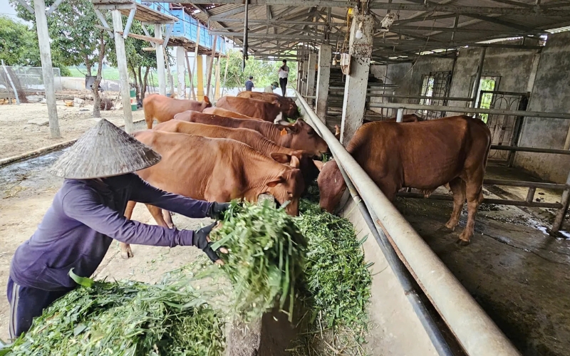 Quy định về thức ăn và nước uống cho vật nuôi