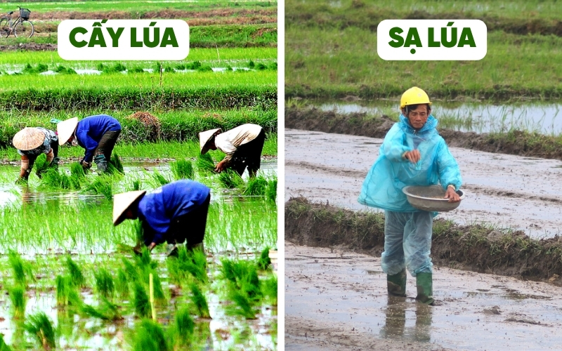Phân biệt lúa cấy và lúa sạ