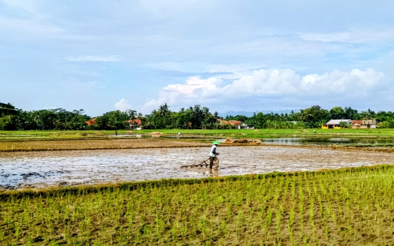 lịch thời vụ trồng lúa miền Bắc