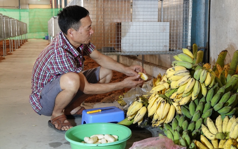 Thức ăn nuôi don