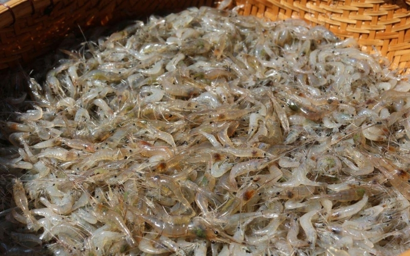 Thức ăn tươi sống cho cá lóc bông Thái
