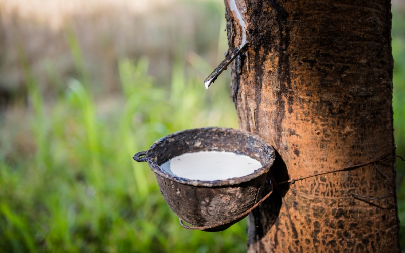 tiêu chí chọn giống cao su cho mủ nhiều