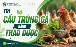 trị cầu trùng gà bằng thảo dược