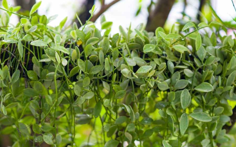 Tưới nước cho cây đô la