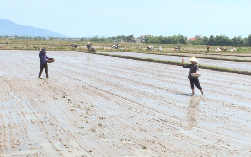 Ưu điểm và nhược điểm của gieo sạ lúa