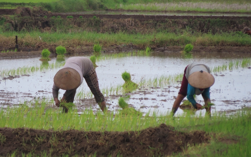 vụ lúa chiêm xuân ở miền Bắc