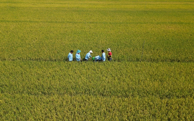 Vụ lúa Đông Xuân
