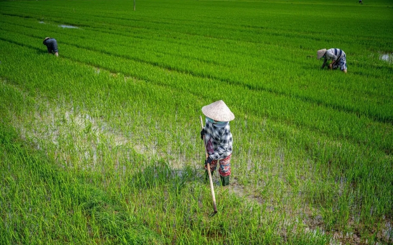 vụ lúa Mùa ở miền Trung