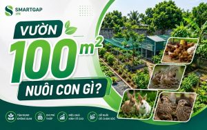 vườn 100m2 nuôi con gì