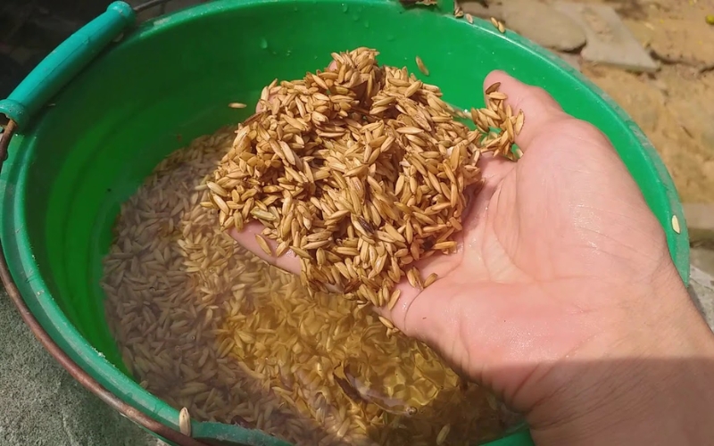 xử lý hạt giống lúa bằng nước nóng
