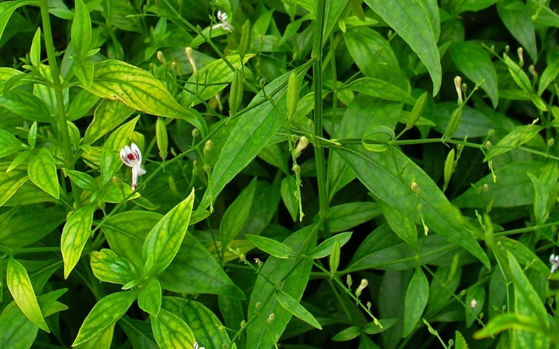 Xuyên tâm liên