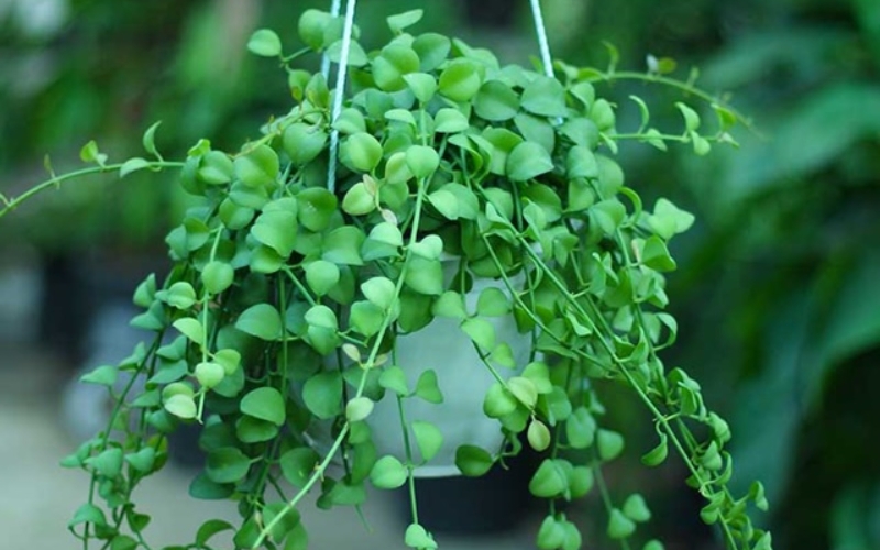Ý nghĩa phong thủy của cây đô la