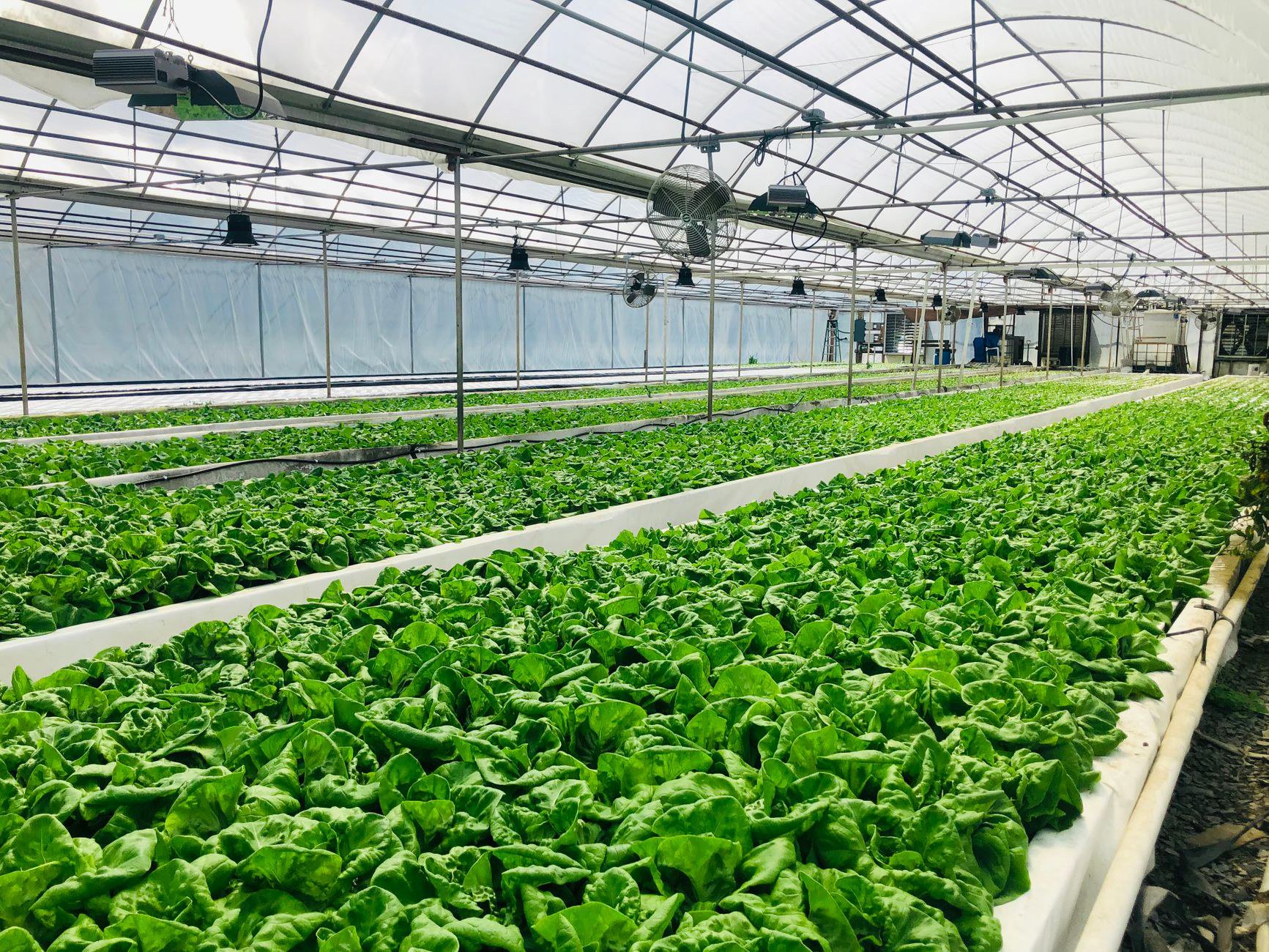 Nhà kính nông nghiệp cần kết cấu móng vững vàng trước mùa giông bão Nhà kính nông nghiệp cần kết cấu móng vững vàng trước mùa giông bão